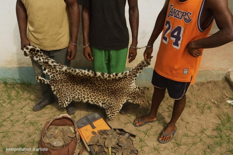 Peaux et barreaux : Likouala muscle sa justice
